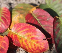 Amelanchier lamarckii