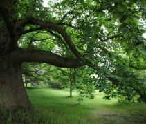 Castanea sativa 