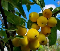 Malus 'Golden Hornet'