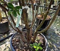 Arbutus unedo - Aardbeiboom - 9