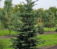 Abies nordmanniana - Nordmanspar - 1