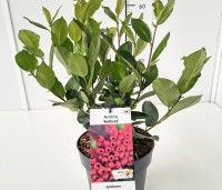 Aronia arbutifolia 'Brilliant' - Appelbes  'Brilliant' - 2
