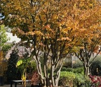 Parrotia persica - Perzisch IJzerhout - 5