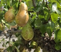 Pyrus com. 'Conference' - Pyrus com. 'Conference' - 1