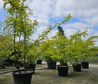 Gleditsia triacanthos 'Sunburst' - Valse christusdoorn - 5