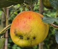 Malus dom. 'Notarisappel' - Malus dom. 'Notarisappel' - 1