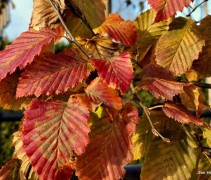 Carpinus betulus 'Rockhampton Red'