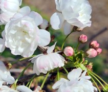 Prunus avium 'Plena'