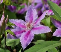 Clematis 'Dr Ruppel' - Bosrank 'Dr Ruppel' - 1