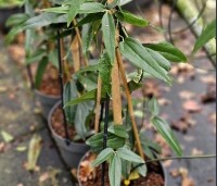 Clematis armandii - Bosrank armandii - 1
