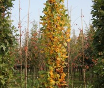 Liriodendron tul Fastigiatum zuilvorm