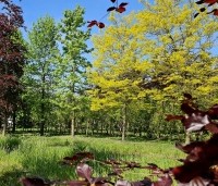 Gleditsia triacanthos 'Sunburst' - Valse christusdoorn - 2
