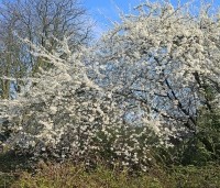 Prunus spinosa - Sleedoorn - voorjaar 2024