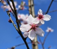 Prunus dulcis - Amandel - 1