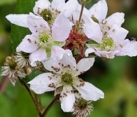 Rubus fruticosus 'Triple Crown' - Doornloze braam 'Triple Crown' - 1