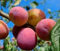 Prunus dom. 'Victoria' - Prunus dom. 'Victoria' - 1