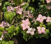 Cornus satomi - Kornoelje - 1
