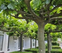 Platanus hispanica - Plataan - 3