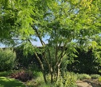 Gleditsia triacanthos 'Sunburst' - Valse christusdoorn - juli 2025