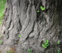 Ginkgo Biloba