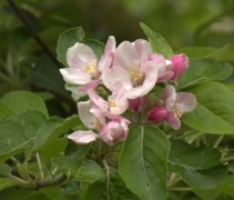 Malus domestica 'Elstar'