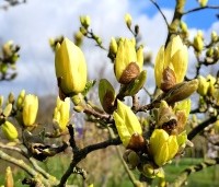 Magnolia soulangeana - Magnolia soulangeana - 1