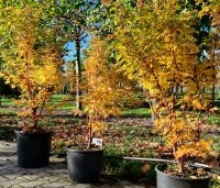 Acer palmatum 'Sangokaku' - Japanse Esdoorn 'Sangokaku' - najaar