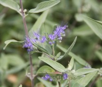 Caryoptis Kew Blue