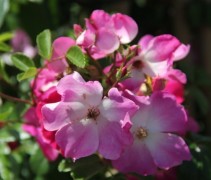 Rosa Rosenreigen