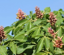 Aesculus pavia 'nana rosea'