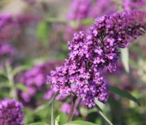 Vlinderstruik 'Ile de France' bloemen paars