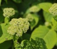 Hydrangea arb. 'Incrediball Strong Annabelle'  - Hortensia 'Incrediball Strong Annabelle' - 1