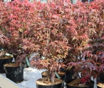 Acer palmatum 'Skeeter's Broom'