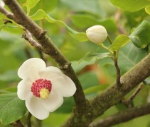 Magnolia sieboldii, meerstammige boom in bloei