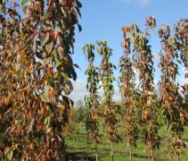 Prunus serrulata 'Amanogawa' (5 jarige bomen in het najaar op de kwekerij in Apeldoorn)