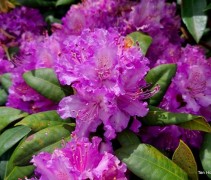 Rhododendron 'Alfred'
