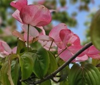 Cornus satomi - Kornoelje - bloei in juni