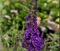 Buddleja davidii 'Empire Blue' - Vlinderstruik 'Empire Blue' - 2