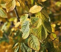 Maackia amurensis - Amur kurkboom - 3
