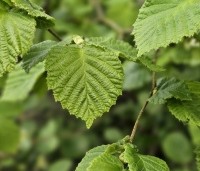 Corylus avellana - Gewone hazelaar - jong blad in april