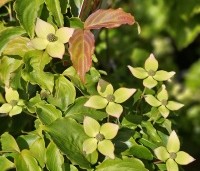 Cornus kousa 'Wieting's Select' - Japanse grootbloemige kornoelje 'Wieting's Select' - 3