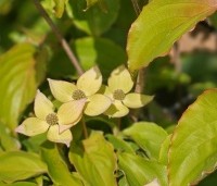 Cornus kousa 'Wieting's Select' - Japanse grootbloemige kornoelje 'Wieting's Select' - 4