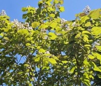 Catalpa erubescens 'Purpurea' - Purperkleurige trompetboom -  bloei in juni