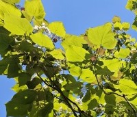 Catalpa erubescens 'Purpurea' - Purperkleurige trompetboom - 2