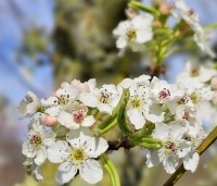 Pyrus calleryana 'Chanticleer' - Sierpeer - 1