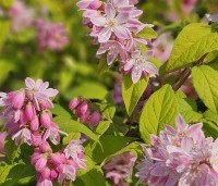 Deutzia hybrida 'Strawberry Fields' - Bruidsbloem  'Strawberry Fields' - 5