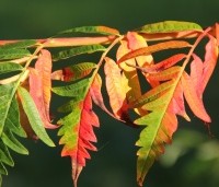 Rhus typhina 'Dissecta' - Rhus typhina 'Dissecta' - 1