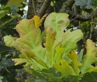 Quercus robur 'Fastigiata Koster' - Zomereik - 1