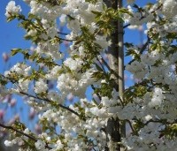 Prunus serrulata 'Shirotae' - Japanse Sierkers - 1