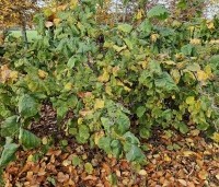Corylus avellana 'Contorta' - Kronkelhazelaar - herfst